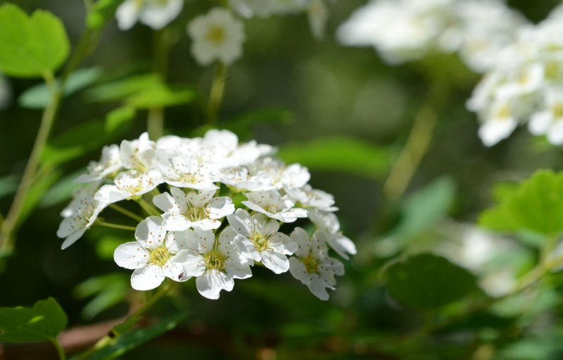 DSC_2334ps 800h.jpg