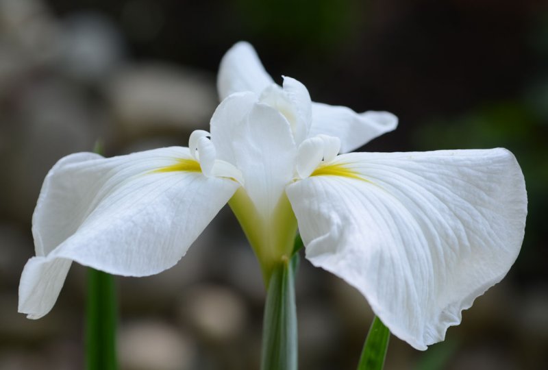 DSC_2533ps 800h.jpg