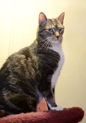 Romeo - glamor shot