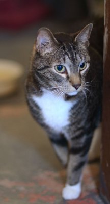 Romeo - spying on the girl cats