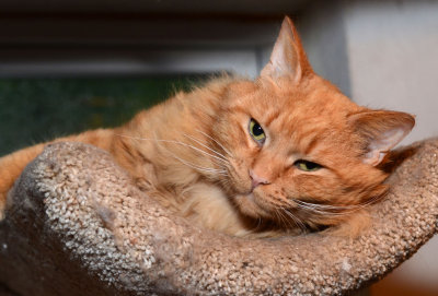 Charlie - relaxing
