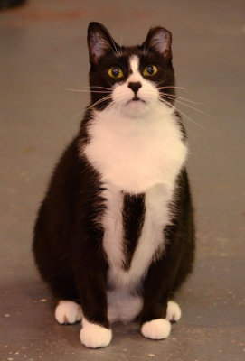 Nosey - formal shot