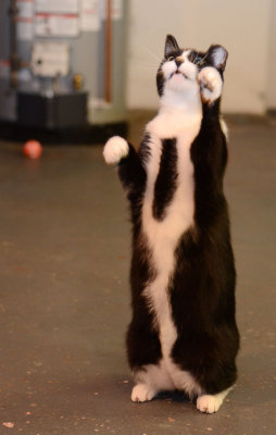 Nosey - belly shot