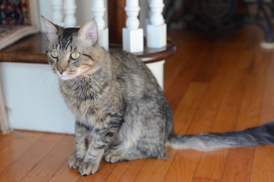 Mr. B (aka 'Joey')