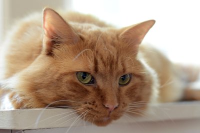 Charlie - well settled in