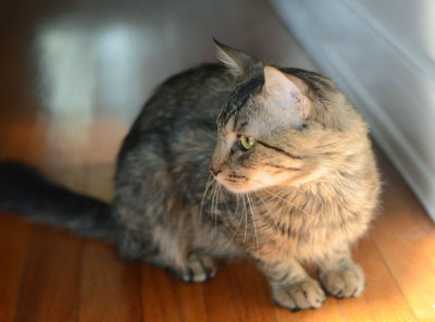 Mr. B (aka 'Joey')