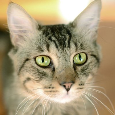 Mr. B (aka 'Joey') - gorgeous eyes