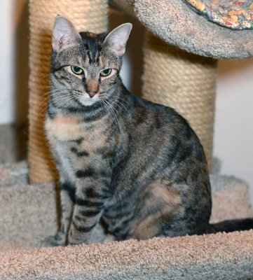 Skye - glamour shot