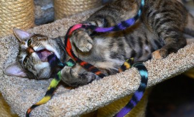 Playful Skye