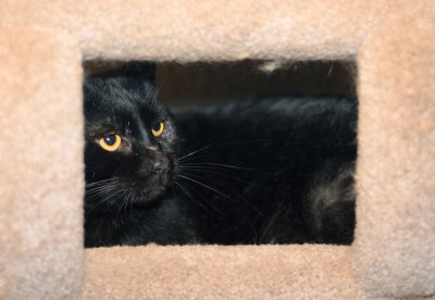 Roman - chillin' in his kitty motel