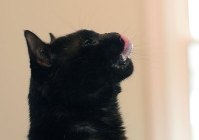 Roman - licking his lips after a treat