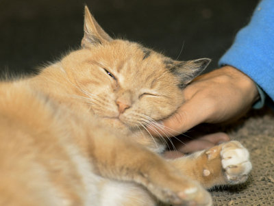 Pumpkin - kneading and purring