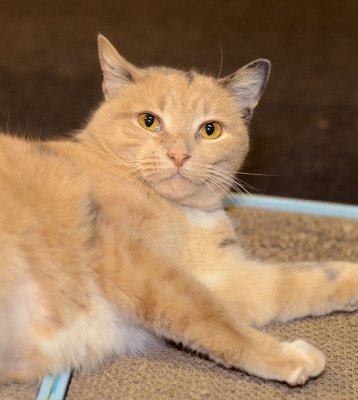 Pumpkin is an affectionate girl