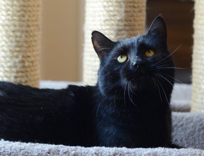 Roman's eye is all healed