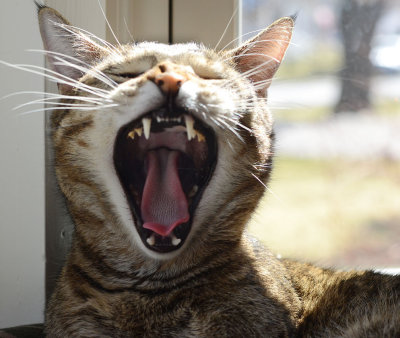 Yawns