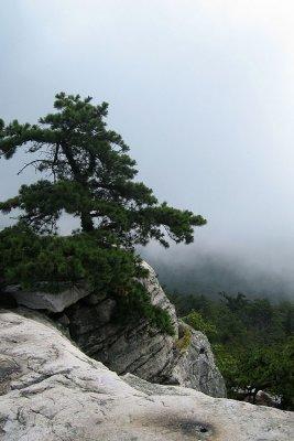 IMG_6250ps 850h.jpg