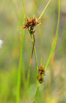 DSC_13454ps 850h.jpg