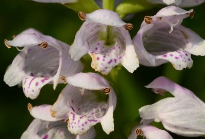 White and Green Flowers