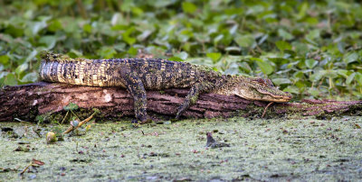 Resting Alligator