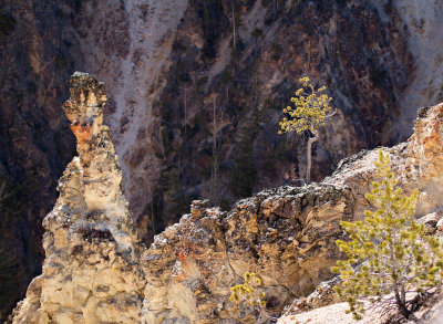 Canyon Trees