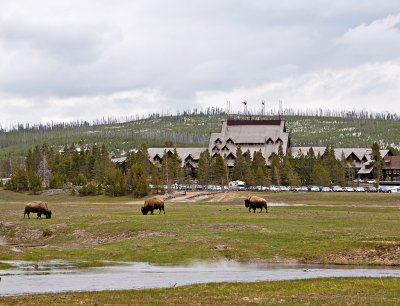 Bison and Inn
