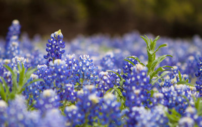 Bluebonnets