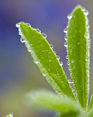 Bluebonnet leaves