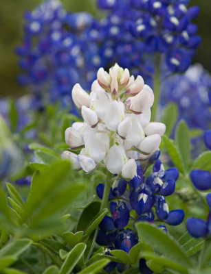White Bluebonnet