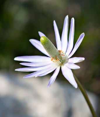 Blue Flower