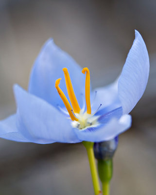 Blue Flower