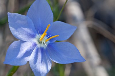 Blue Flower
