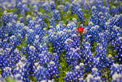 Lone Indian Paintbrush