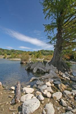 Cypress Tree