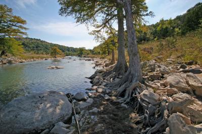 Two Cypress Trees