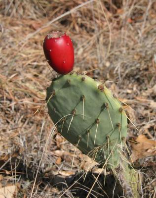 Prickly Pear 3