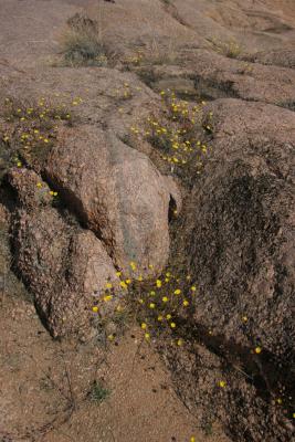 Rocks and Flowers 2