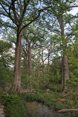 Cypress Trees