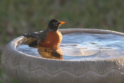 American Robin