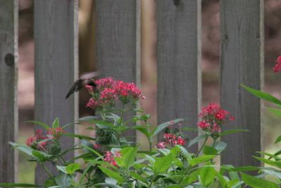 Black Chinned Hummingbird