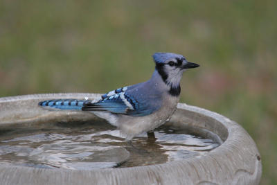 Blue Jay