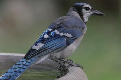 Blue Jay