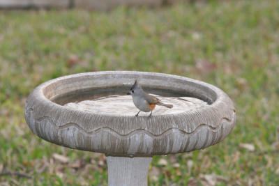 Black Crested Titmouse