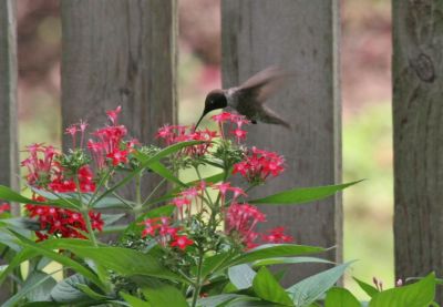 Black Chinned Hummingbird (male)