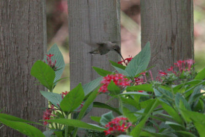 Black Chinned Hummingbird (female)