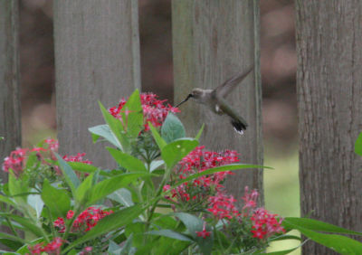 Black Chinned Hummingbird (female)