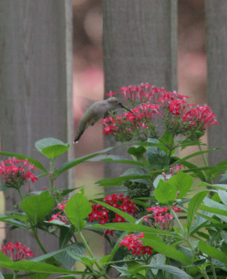 Black Chinned Hummingbird (female)