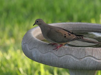 Mourning Dove