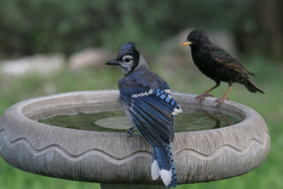 Blue Jay and Starling