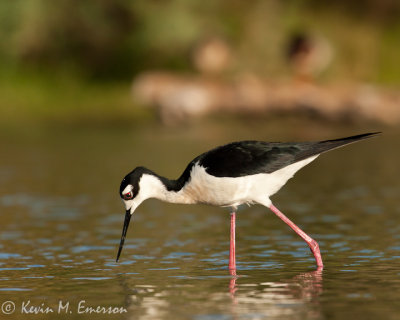 Black Necked Stilt