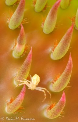 Spider on Prickly Pear Cactus